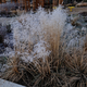 Просо прутоподібне. (Panicum virgatum) С1,5 - зображення 1