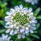 Іберіс вічнозелений Сноубол. (Iberis sempervirens Snowball) Р9 - зображення 3