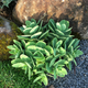 Очиток Осенняя радость (Sedum Autumn Joy) Р12 - изображение 2