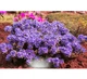 Рододендрон красноватый. (Rhododendron russatum) С5 - изображение 3