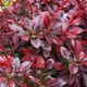 Барбарис тунберга Атропурпуреа Нана. (Berberis thunbergii Atropurpurea nana) С1,5 - зображення 1