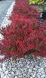 Барбарис тунберга Атропурпуреа Нана. (Berberis thunbergii Atropurpurea nana) С1,5 - зображення 3