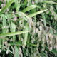 Хасмантиум широколисный (Chasmanthium latifolium) С3 - изображение 4