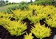 Барбарис тунберга Голден Карпет. (Berberis thunbergii Golden Carpet) С3 - изображение 3