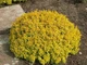 Барбарис тунберга Тіні Голд. (Berberis thunbergii Tiny Gold) С3 - зображення 2