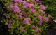 Спірея японська Кріспа. (Spiraea japonica Crispa) С3 - зображення 3