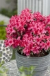 Азалія японська Сільвер Квін. (Azalea japonica Silver Queen) С5 - зображення 3