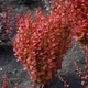 Барбарис Тунберга Оранж Рокет. (Berberis thunbergii Orange Rocket) Р9 - изображение 2