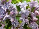 Бузок звичайний Аукубафолія. (Syringa vulgaris Aucubaefolia) С10, 4-річка - зображення 4