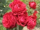 Роза «4 ветра»/La Rose des 4 Vents. Флорибунда - изображение 2