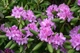 Рододендрон гібридний Грін Гіфт. (Rhododendron hybrid Green Gift) С5 - зображення 2