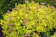 Спірея японська Голден Принцес. (Spiraea japonica Golden Princess) С2 - зображення 2
