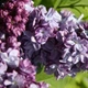 Бузок звичайний Тарас Бульба. (Syringa vulgaris Taras Bulba) ШТАМБ - зображення 2