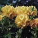 Рододендрон гібридний Професор Шольц. (Rhododendron hybrid Profesor Scholz) С7,5 - зображення 5