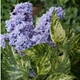 Бузок звичайний Аукубафолія. (Syringa vulgaris Aucubaefolia) ШТАМБ, вис 60-85см - зображення 1