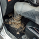 Dywaniki samochodowe Frogum El Toro Toyota Prius III Plus 2011-2015 4 szt (5907377547990) - obraz 7