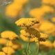 Деревій гібридний 'Coronation Gold'. ВКС - зображення 1