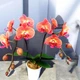 Орхідея (підліток зараз без квітів) TopDreams фаленопсис Phal 80611 King Car Orange Light 1.7 (мох) - изображение 9