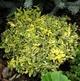 Бересклет Форчуна Емеральд Голд (Euonymus fortunei Emerald 'n' Gold) Р9 - изображение 2