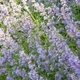 Котовник Фассена Six Hills Giant P9 - изображение 2