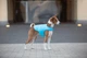 Куртка-накидка для собак AiryVest, XL, B 68-80 см, С 42-52 см блакитний - зображення 6