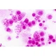 Набір мікропрепаратів Bresser Histology 30 шт (5985000) (931505) - зображення 2