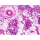 Набір мікропрепаратів Bresser Histology 30 шт (5985000) (931505) - зображення 5