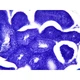 Набір мікропрепаратів Bresser Histology 30 шт (5985000) (931505) - зображення 8