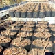Тканевый горшок Grow Bag Агротекстильный горшок плотность 90 г/м.кв. 50 л СПАНБЕГ - изображение 6