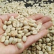 Кава в зернах 100% арабіка Peru Grade 2 свіжого обсмаження 1 кг - зображення 6