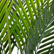Штучна рослина Homla Tropical Zone Пальма 90 см (5904183874227) - зображення 2