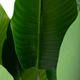 Штучна рослина Homla Tropical Zone Бананове дерево 90 см (5904183874203) - зображення 2