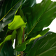 Sztuczna roślina Homla Tropical Zone Figowiec 100 cm (5904183874234) - obraz 2