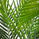 Штучна рослина Homla Tropical Zone Пальма 120 см (5904183874241) - зображення 2