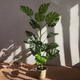 Sztuczna roślina Homla Tropical Zone Monstera 120 cm (5904183882048) - obraz 4