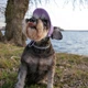 Кепка для собак Hat-Dog вельвет лаванда з регульованою затяжкою 3/М - изображение 3