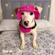 Панама для собак Hat-Dog вельвет малинова з регульованою затяжкою 4/L - зображення 3