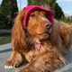 Панама для собак Hat-Dog вельвет малинова з регульованою затяжкою 4/L - зображення 4