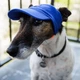 Кепка для собак Hat-Dog котон синя з регульованою затяжкою 3/M - изображение 2
