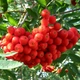 Насіння горобини звичайної (Sorbus aucuparia) 15 насінин OGOROD - зображення 1