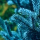 Семена ели голубой (Picea pungens f.Glauca) 10 семян OGOROD - изображение 2