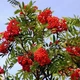 Насіння горобини звичайної (Sorbus aucuparia) 15 насінин OGOROD - зображення 2