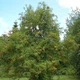 Насіння горобини звичайної (Sorbus aucuparia) 15 насінин OGOROD - зображення 3