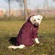 Комбінезон собаки-дівчинки Travis S Grayish Red (T4124/S) - изображение 8