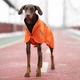 Дощовик для собак Noble Pet Rio Orange XL (R4136/XL) - изображение 7