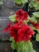 Королевская пеларгония Aristo Velvet Red, взрослое цветущее растение - изображение 2