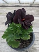 Королевская пеларгония Aristo Black Velvet, саженец в 100-граммовом стаканчике - изображение 1