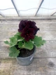 Королевская пеларгония Aristo Black Velvet, саженец в 100-граммовом стаканчике - изображение 2