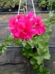 Плющелистная (ампельная) пеларгония Big 5 Neon Pink, подрощенное цветущее растение в горшке 400 мл - изображение 1
