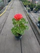 Розебудная пеларгония Ю-Джига, саженец в 100-граммовом стаканчике - изображение 3